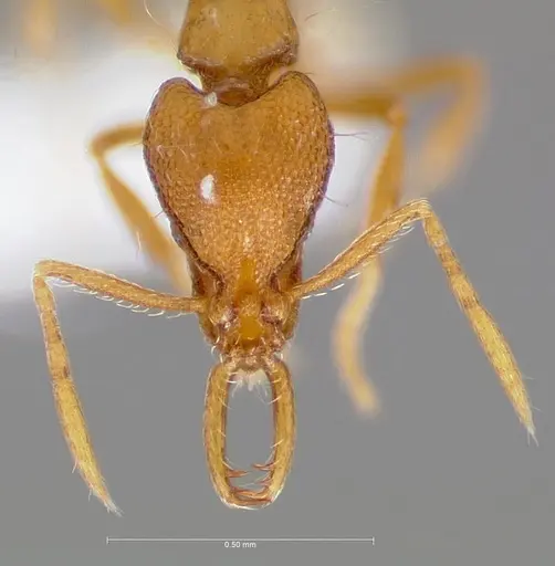 Strumigenys epulo specimen