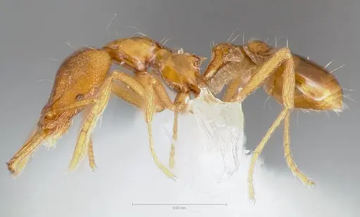 Strumigenys epulo specimen