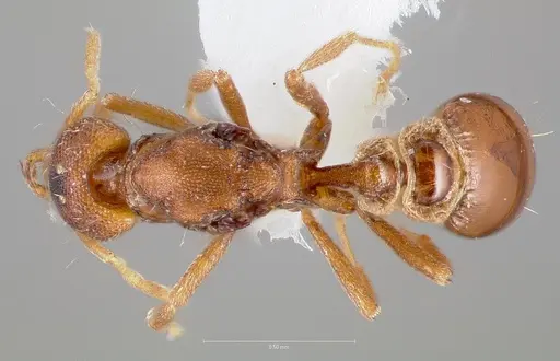 Strumigenys epulo - CASENT0005530