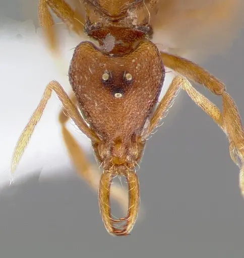 Strumigenys epulo - CASENT0005530