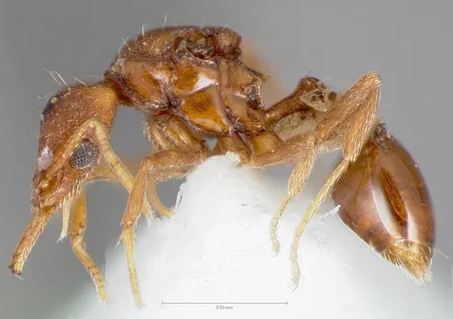 Strumigenys epulo - CASENT0005530