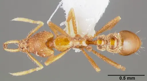 Strumigenys epulo - CASENT0005531