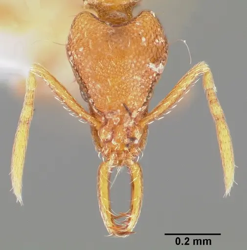 Strumigenys epulo - CASENT0005531