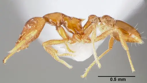 Strumigenys epulo - CASENT0005531