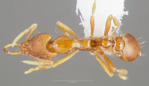 Strumigenys epulo - CASENT0005532