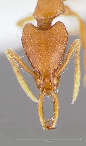 Strumigenys epulo - CASENT0005532