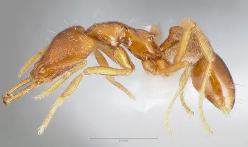 Strumigenys epulo - CASENT0005532