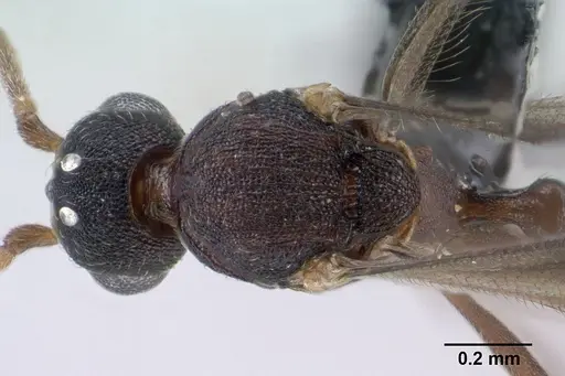 Strumigenys epulo - CASENT0138382