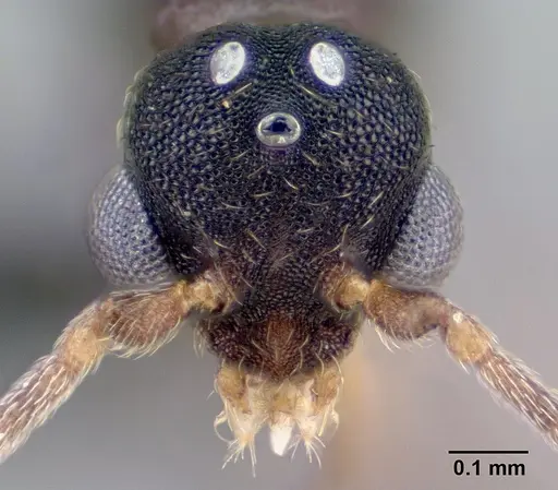 Strumigenys epulo - CASENT0138382