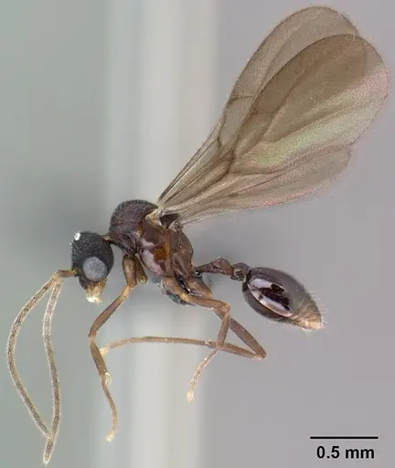 Strumigenys epulo - CASENT0138382