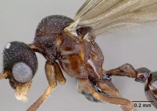 Strumigenys epulo - CASENT0138382