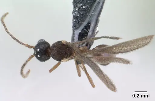 Strumigenys epulo - CASENT0138472