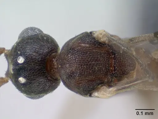 Strumigenys epulo - CASENT0138472