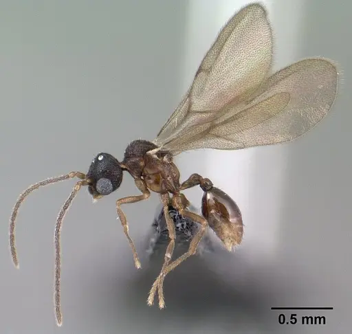 Strumigenys epulo - CASENT0138472