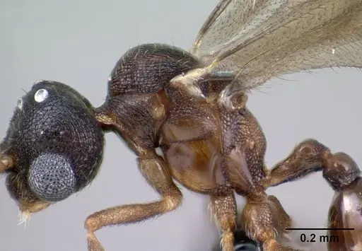 Strumigenys epulo - CASENT0138472