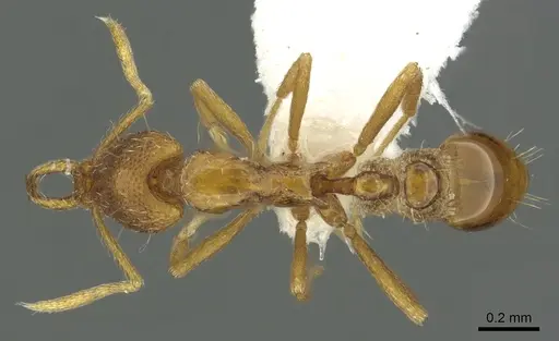 Strumigenys epulo - CASENT0900720