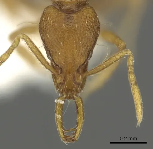 Strumigenys epulo - CASENT0900720