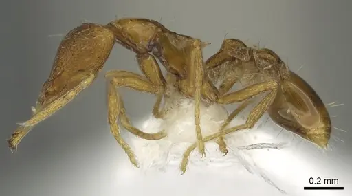 Strumigenys epulo - CASENT0900720