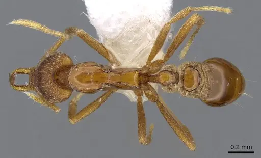 Strumigenys epulo - CASENT0914763