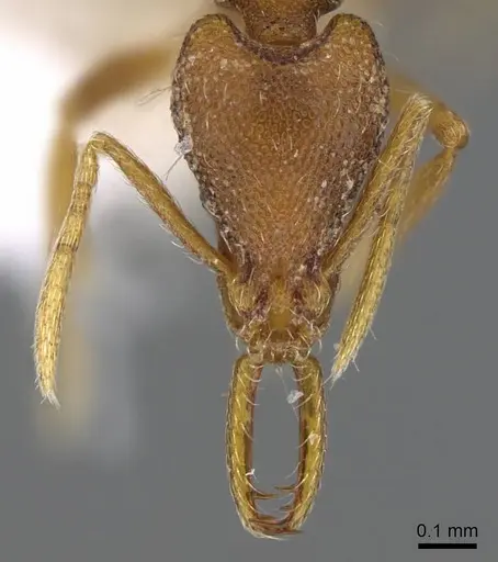 Strumigenys epulo - CASENT0914763