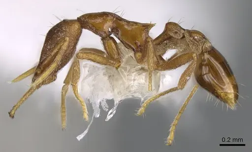 Strumigenys epulo - CASENT0914763