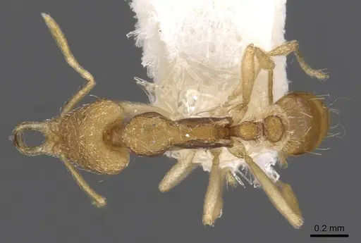 Strumigenys epyna specimen