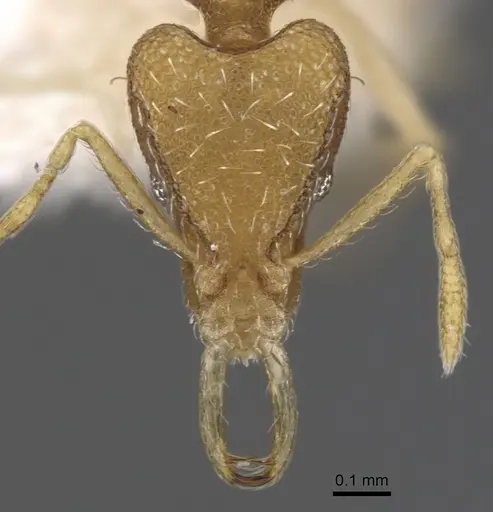 Strumigenys epyna specimen