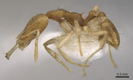 Strumigenys epyna specimen