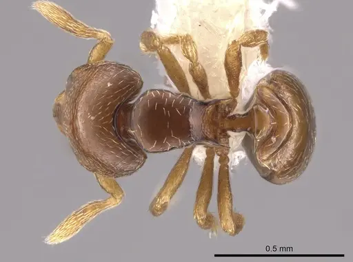 Strumigenys erikae specimen