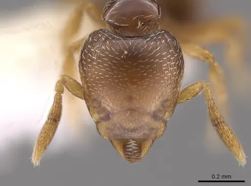 Strumigenys erikae specimen