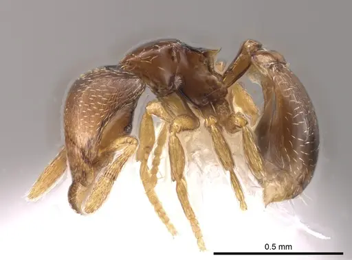 Strumigenys erikae specimen