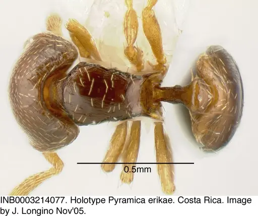 Strumigenys erikae - INB0003214077