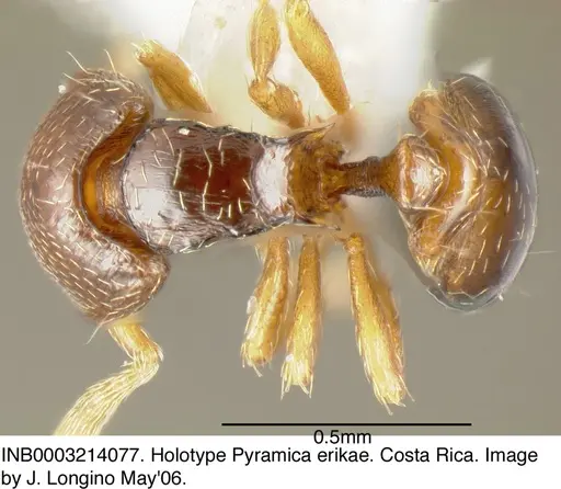 Strumigenys erikae - INB0003214077