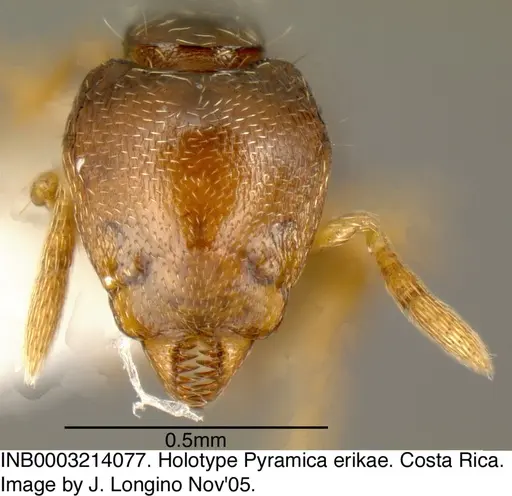 Strumigenys erikae - INB0003214077