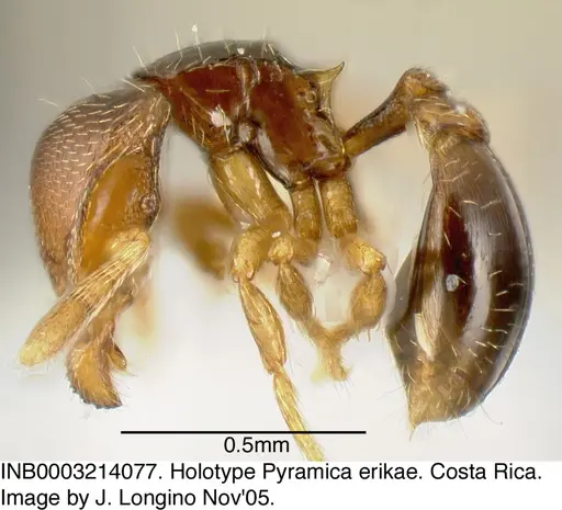 Strumigenys erikae - INB0003214077