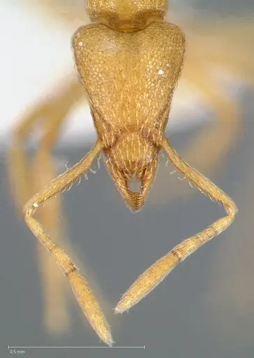 Strumigenys erynnes specimen