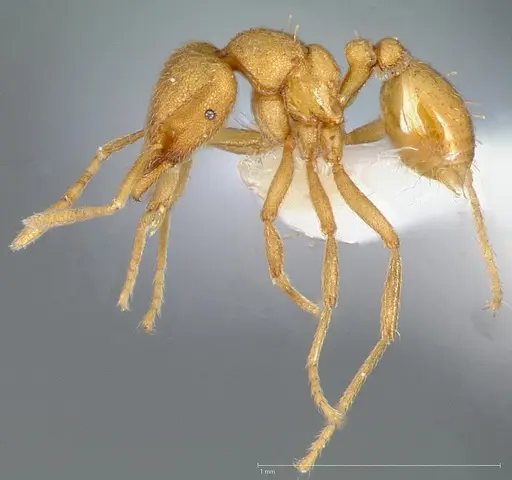 Strumigenys erynnes specimen