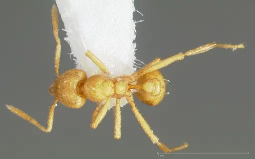 Strumigenys erynnes - CASENT0005449