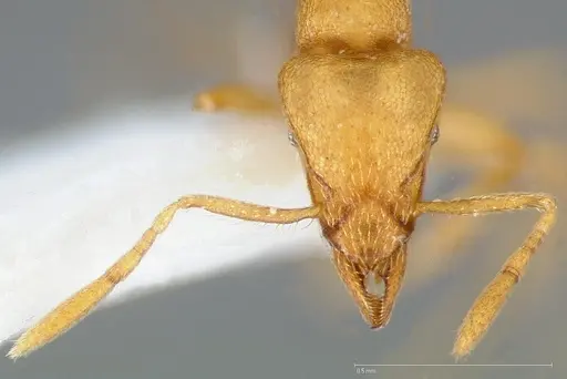 Strumigenys erynnes - CASENT0005449