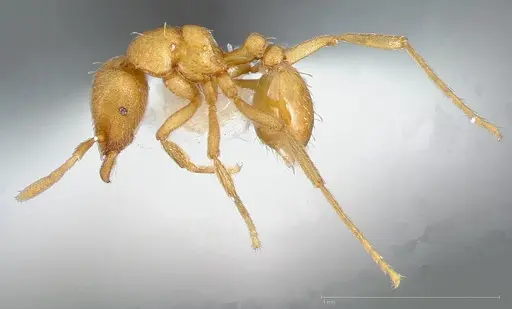 Strumigenys erynnes - CASENT0005449