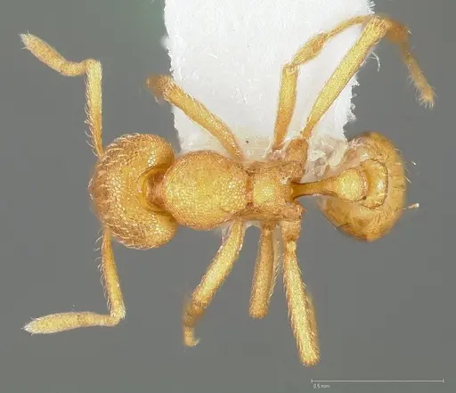 Strumigenys erynnes - CASENT0005450