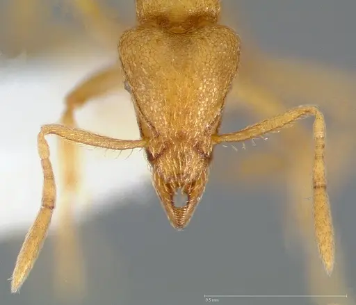 Strumigenys erynnes - CASENT0005450