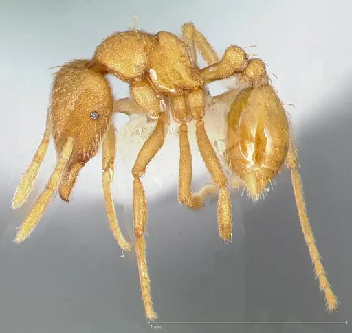 Strumigenys erynnes - CASENT0005450