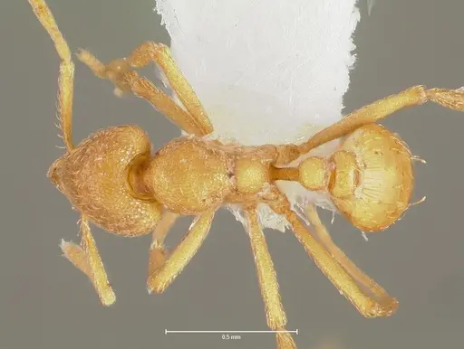 Strumigenys erynnes - CASENT0006000