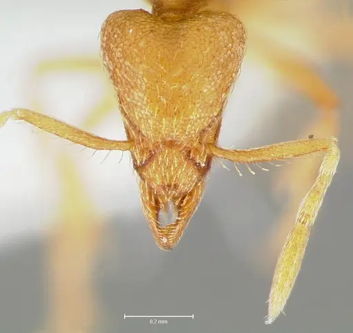 Strumigenys erynnes - CASENT0006000