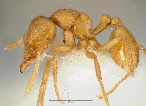 Strumigenys erynnes - CASENT0006000