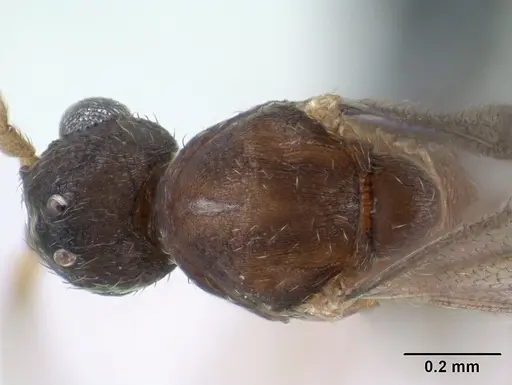 Strumigenys erynnes - CASENT0144567