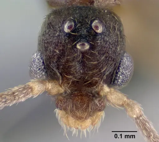 Strumigenys erynnes - CASENT0144567