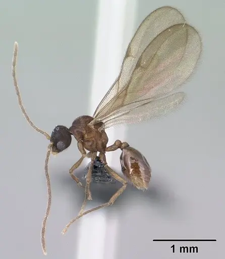 Strumigenys erynnes - CASENT0144567