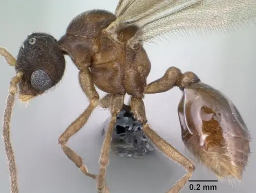 Strumigenys erynnes - CASENT0144567